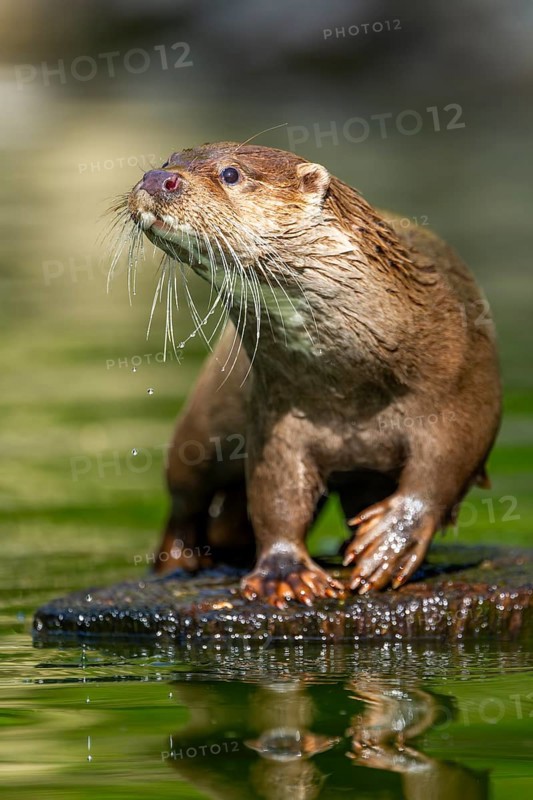 Eurasian otter (Lutra lutra) on a tree trunk in the water of a little lake, Bavaria, Germany