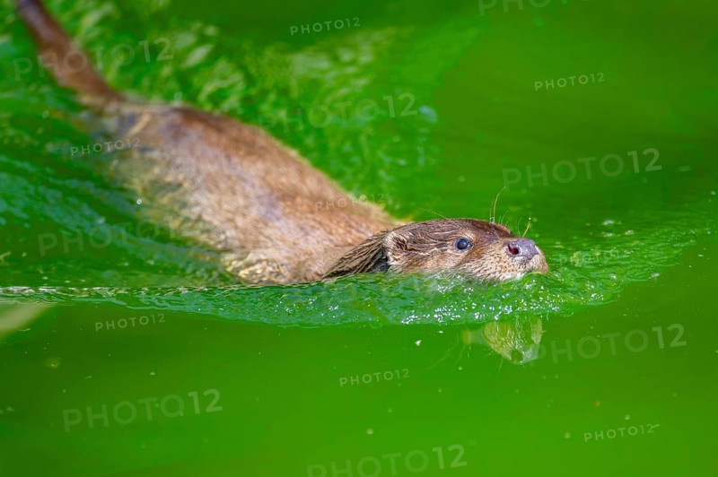 Eurasian otter (Lutra lutra) swimming in the water of a little lake, Bavaria, Germany