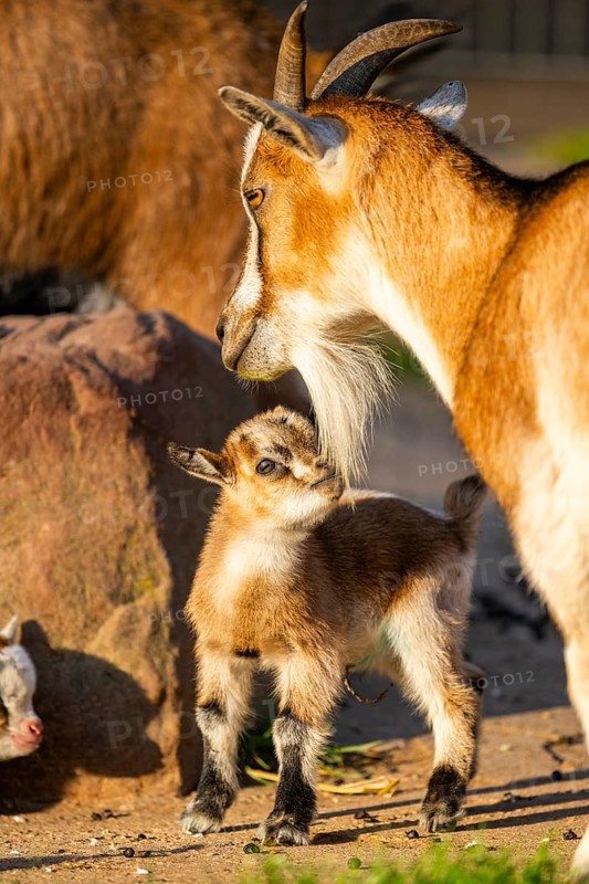 Domestic goat (Capra hircus) mother with her youngster, Bavaria, Germany