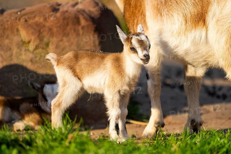 Domestic goat (Capra hircus) youngster standing on the ground, Bavaria, Germany