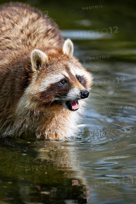 Common raccoon (Procyon lotor) on the watershore, Bavaria, Germany
