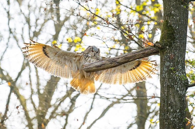 Eurasian eagle-owl (Bubo bubo) landing, captive, Bavaria, Germany