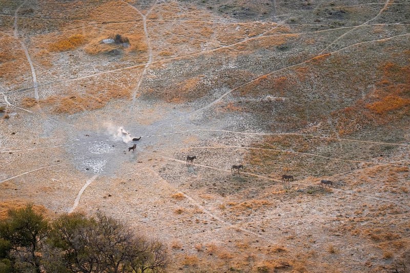 Steppe zebras (Equus quagga) rolling in dust, savanna landscape with yellow grass, aerial view, Okavango Delta, Botswana
