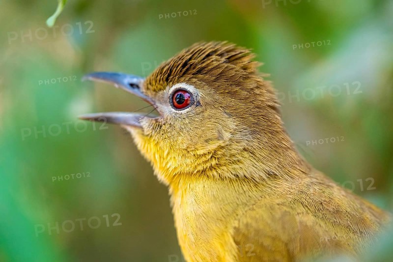 Yellow-bellied Greenbul (Chlorocichla flaviventris), Yellow-bellied Greenbul, Zambezi Region, Caprivi Strip, Namibia