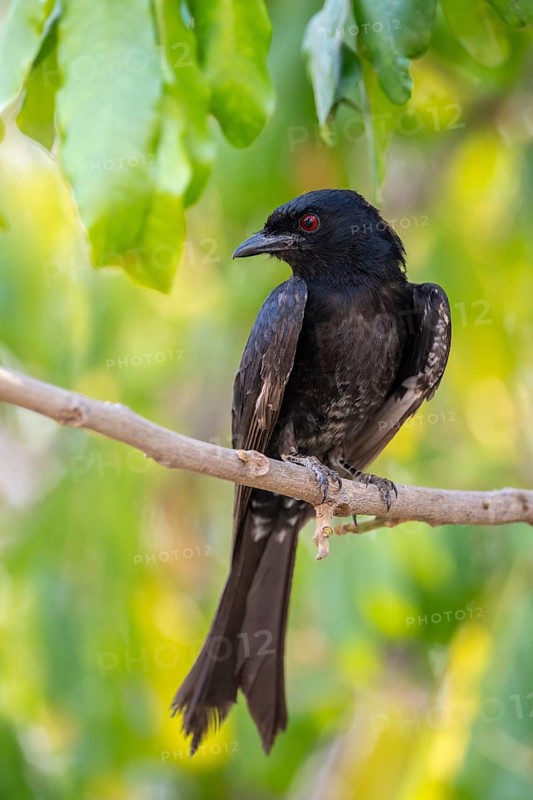 Fork-tailed drongo (Dicrurus adsimilis), Zambezi Region, Caprivi Strip, Namibia