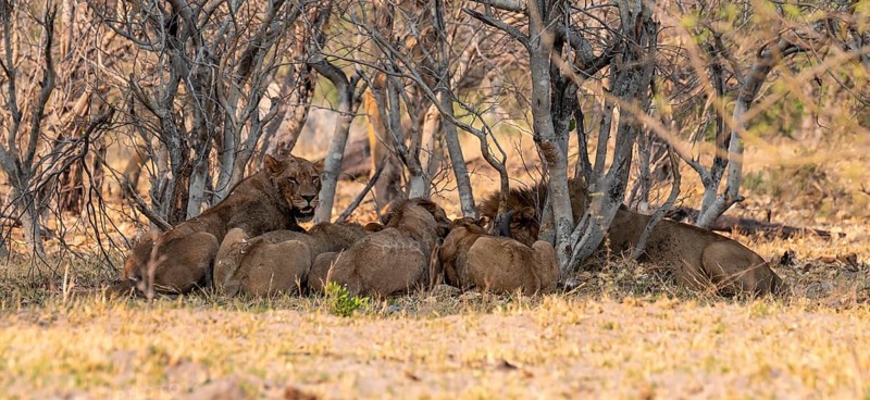 Lion pack with kill, lion (Panthera Leo) eats buffalo, savanna, Moremi Game Reserve, Botswana