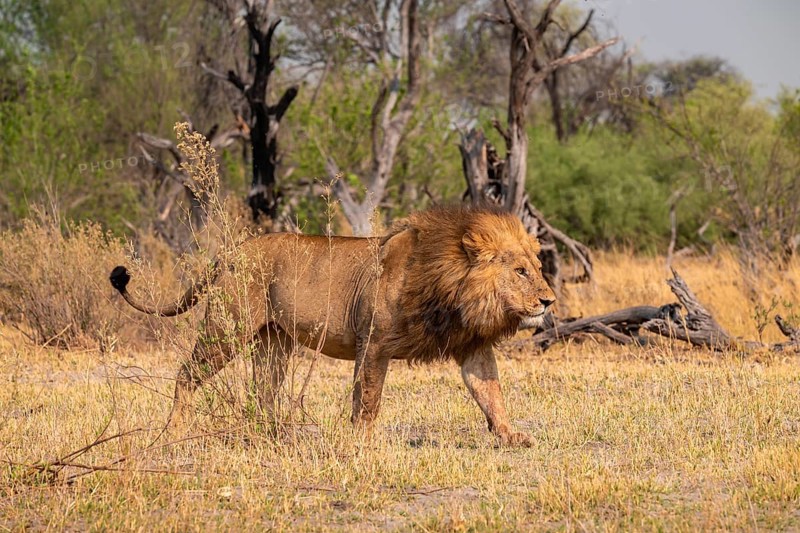 Maned lion, lion (Panthera Leo) runs to the side, savanna, Moremi Game Reserve, Botswana