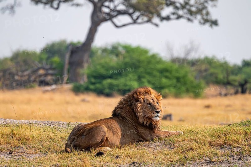 Maned lion, lion (Panthera leo) lies in the savanna, Moremi Game Reserve, Botswana