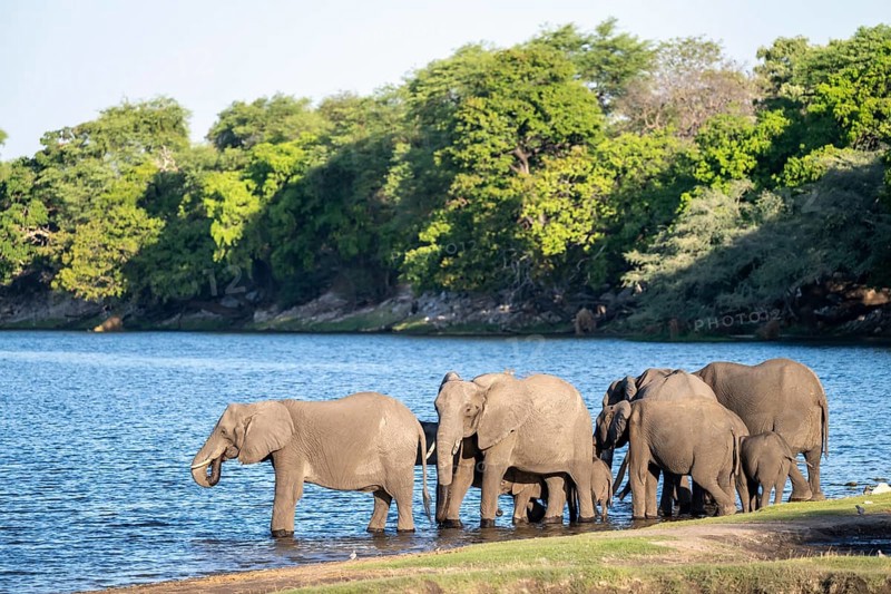 African elephant (Loxodonta africana) drinking in Chobe River, Ihaha, Chobe National Park National Park, Botswan