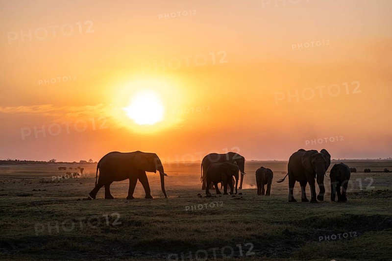 Herd, African Elephant (Loxodonta africana), Silhouette, Sunset, Ambient Light, Ihaha, Chobe National Park, Botswan