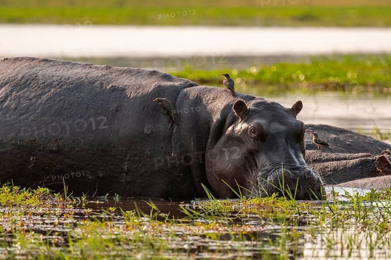 Hippopotamus (Hippopatamus amphibius), Okavango Delta, Moremi Game Reserve, Botswana