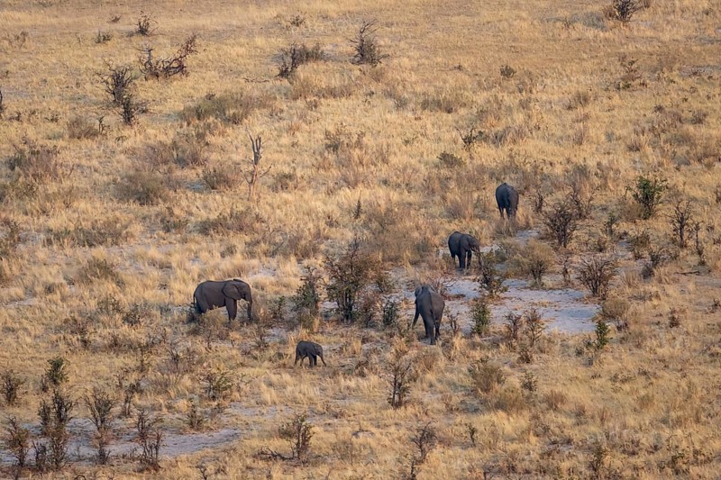 African elephant (Loxodonta africana) in dry savanna, aerial view, Okavango Delta, Botswana