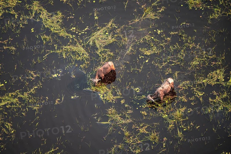 Kaffir buffalo (Syncerus caffer caffer), Two animals drinking in the river, aerial view, Okavango Delta, Botswana