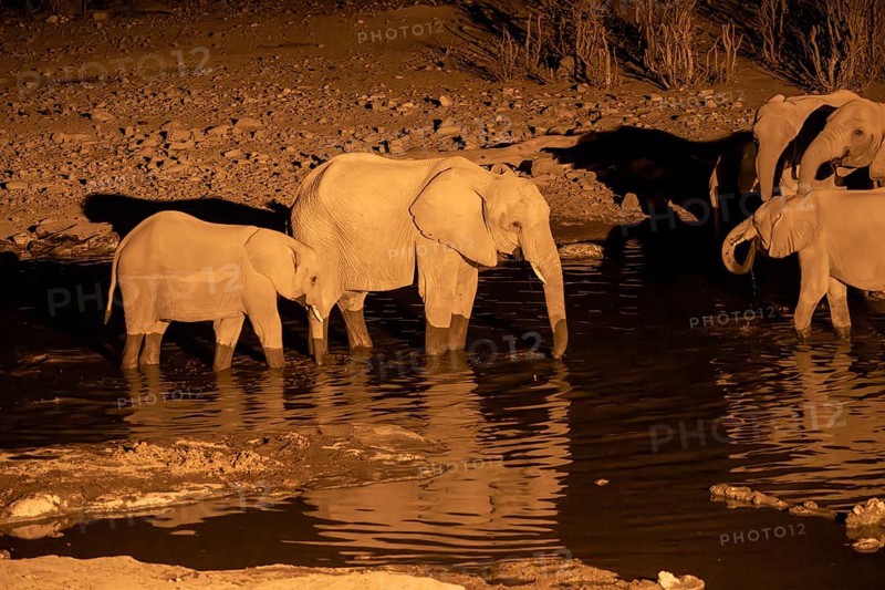 Night view, African elephant (Loxodonta africana), at Halali waterhole, Etosha National Park, Namibia