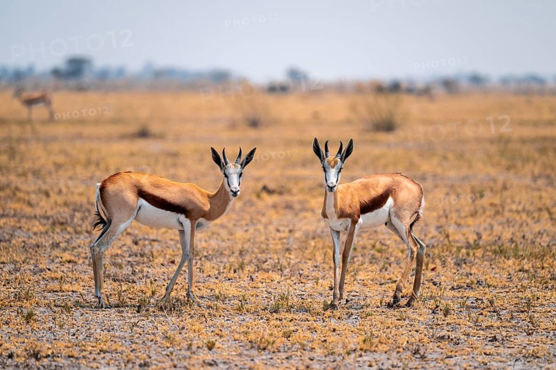 Springboks (Antidorcas marsupialis), Nxai Pan National Park, Botswana