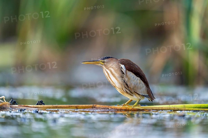 Little Bittern (Ixobrychus minutus), lurking in reeds, Race, Slovenia