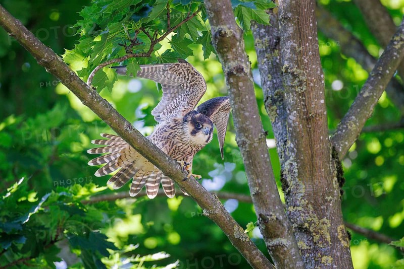 Peregrine Falcon (Falco peregrinus), Germany