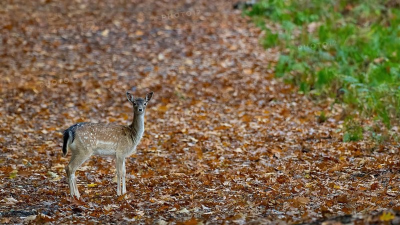 Fallow deer in the forest, North Rhine-Westphalia, Germany