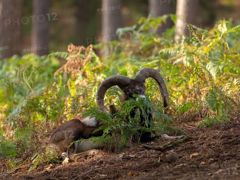A mouflon resting in the forest, North Rhine-Westphalia, Germany
