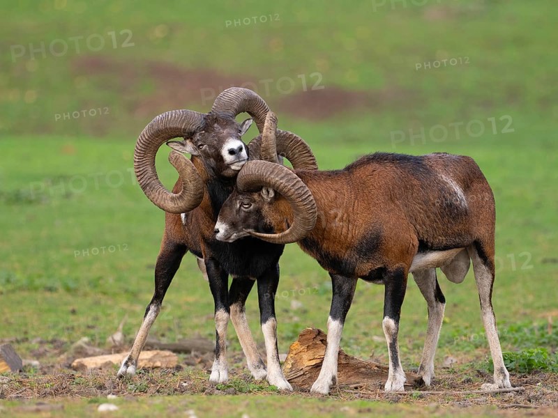 Two grouches have wedged their horns, North Rhine-Westphalia, Germany