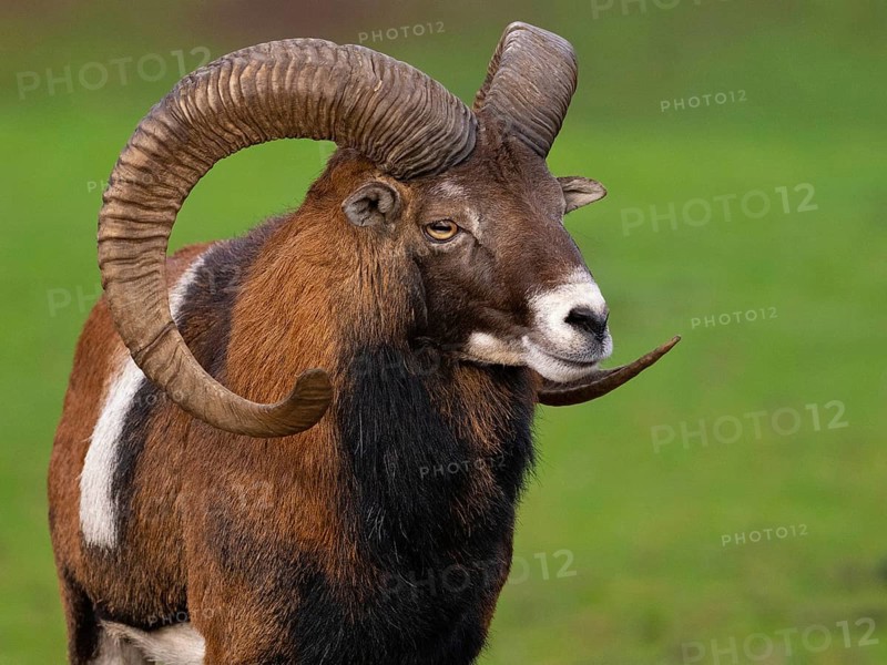 Muffeldeer, North Rhine-Westphalia, Germany