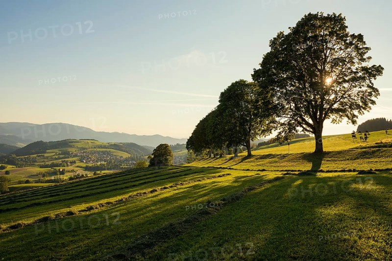 Tree avenue, St Peter, sunset, Black Forest, Southern Black Forest, Baden-Württemberg, Germany
