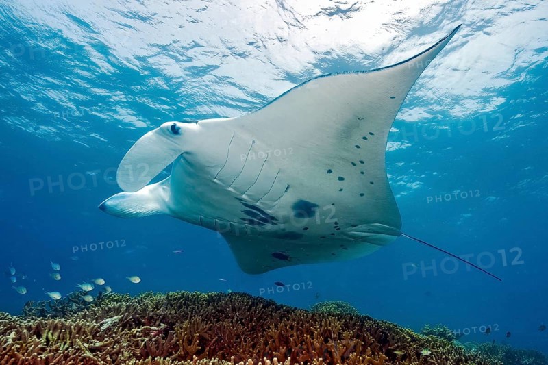 Underwater photo of manta rays (Mobula alfredi) Riffmanta Manta swims at cleaning station in shallow coral reef of reef-building stony corals (Scleractinia), Pacific