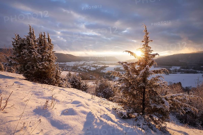 Christmas tree in the golden evening light of sunset Christental, Nenningen, Donzdorf, Baden-Württemberg. germany