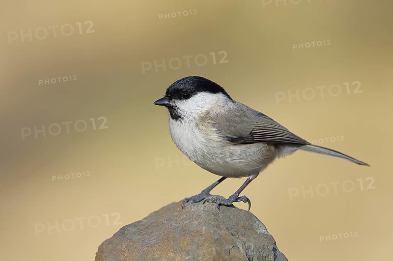 Swamp tit, (Parus palustris), sitting on a rock, autumn, wildlife, animals, tit family, songbird, birds, Wilnsdorf, North Rhine-Westphalia, Germany