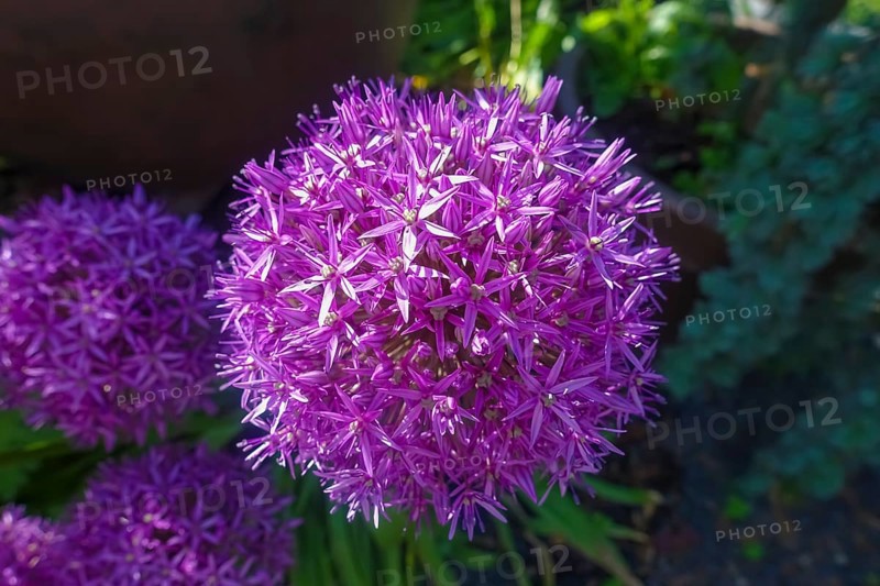 Leeks (Allium), ornamental garlic, large beautiful flowers, purple globes, flowers, plants, gardens, Germany