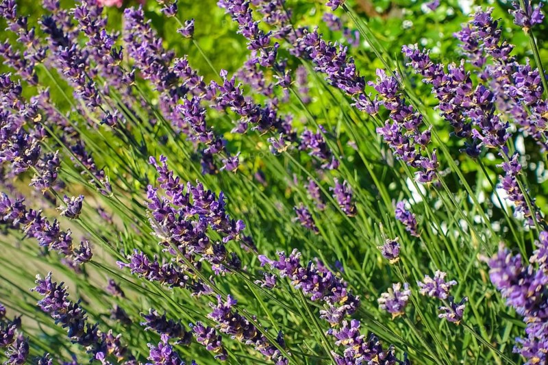 Lavender (Lavandula angustifolia), narrow-leaved lavender, ornamental plant, medicinal plant, purple flowers, flower bed, gardens, Germany