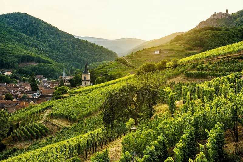 Village in the vineyards at sunset, Ribeauvillé, Haut-Rhin department, Alsace, France