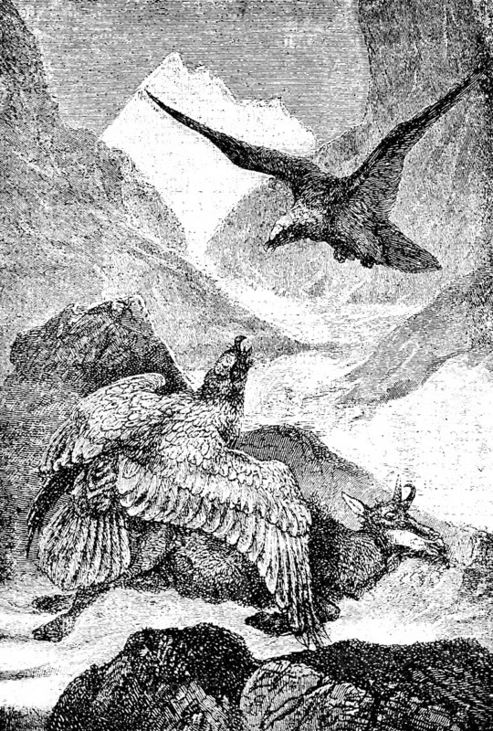 Two lamb vultures have cut chamois, alpine landscape, mountain peaks, alpine glaciers, death, food, tearing, travel picture, historical illustration around 1900