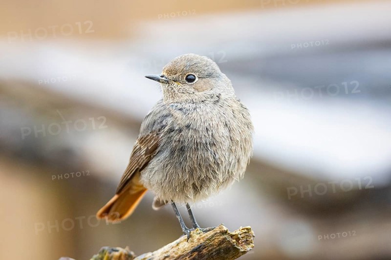 Redtail (Phoenicurus ochruros) Germany