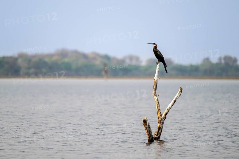 Africa snake-necked bird (Anhinga rufa) sitting on a dead tree in the river, Thamalakane River, Okavango Delta, Botswana