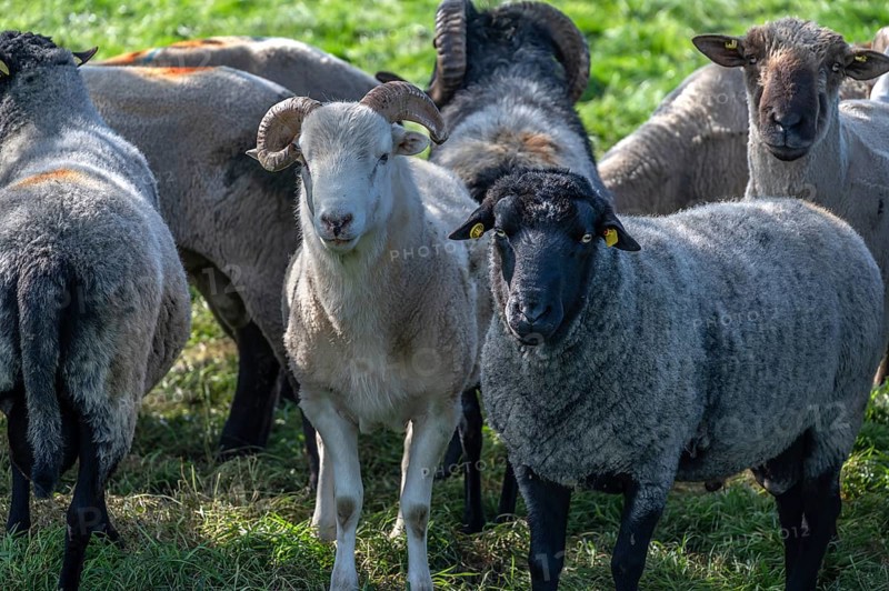 Various sheep breeds (Ovis gmelini) left a rough woolly country sheep, next to it a grey-horned heather and behind it black-headed sheep in the pasture, Othenstorf, Mecklenburg-Western Pomerania, Germany