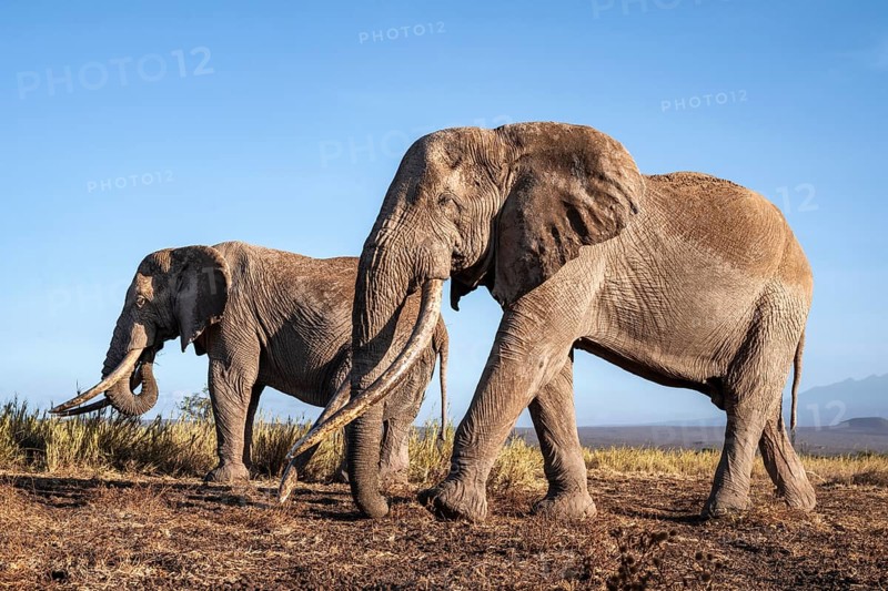 African elephant (Loxodonta africana) in picturesque landscape with the summit of Mount Kilimanjaro, the famous Super Tusker elephant Craig and Pascal, old male with long tusks, in atmospheric evening light, Kajiado County, Kenya