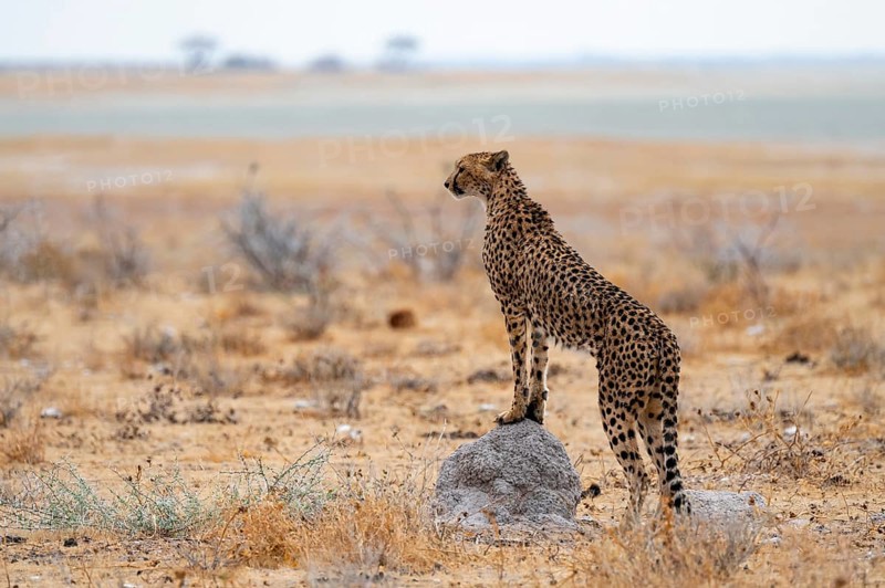 Cheetah (Acinonyx jubatus) runs in dry savanna, Etosha National Park, Namibia
