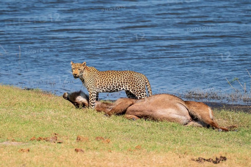 Leopard (Panthera pardus) with kill, waterbuck, Ihaha, Chobe National Park National Park, Botswana