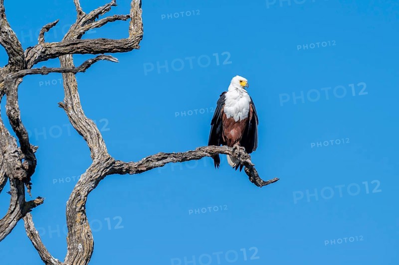 African fish eagle (Icthyophaga vocifer) sitting on dry tree, Ihaha, Chobe National Park National Park, Botswana