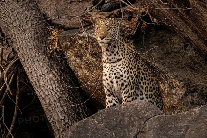 Female, leopard (Panthera pardus) in rocks, Savuti, Chobe National Park, Botswana