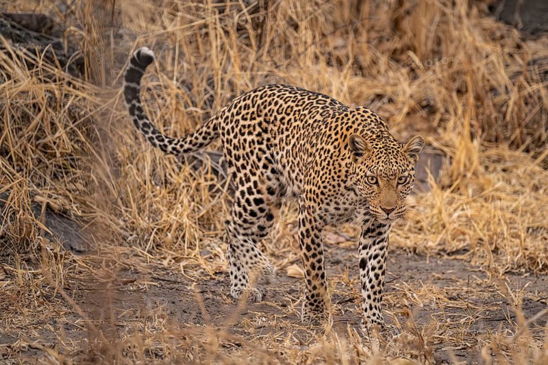 Female, leopard (Panthera pardus) sneaks through dry grass, Savuti, Chobe National Park, Botswana