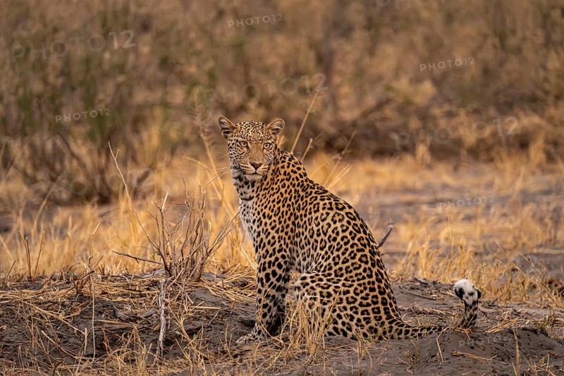 Female, leopard (Panthera pardus) sitting, dry grass, Savuti, Chobe National Park National Park, Botswana