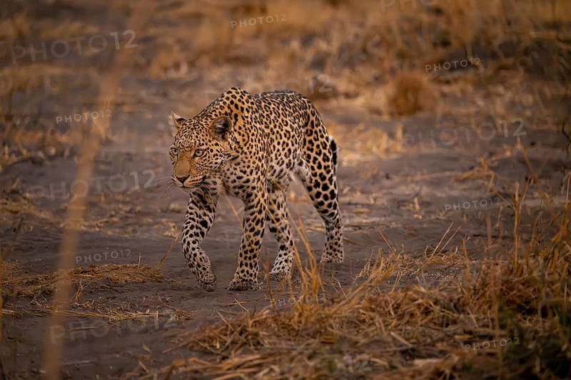 Female, leopard (Panthera pardus) snorting, dry grass, Savuti, Chobe National Park National Park, Botswana