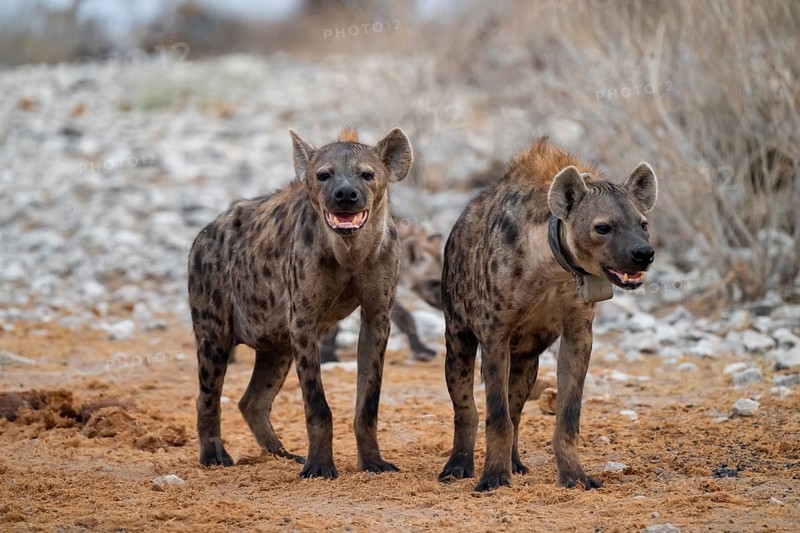 Spotted hyena or spotted hyena (Crocuta crocuta) with broadcast collar, Etosha National Park, Namibia