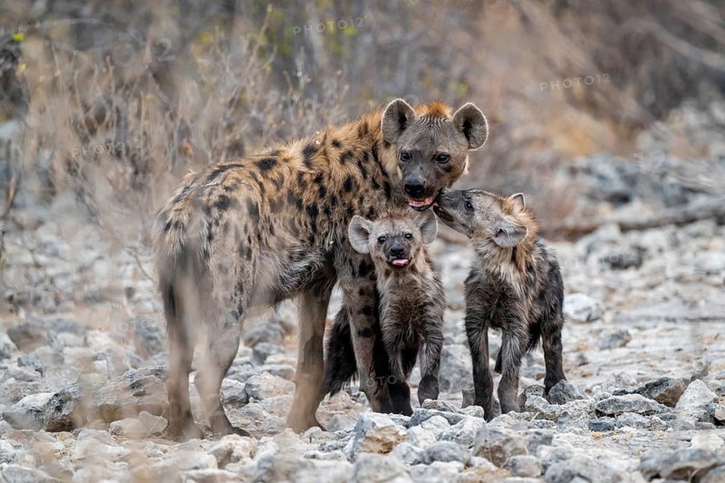 Spotted hyena or spotted hyena (Crocuta crocuta) with two young animals, Etosha National Park, Namibia