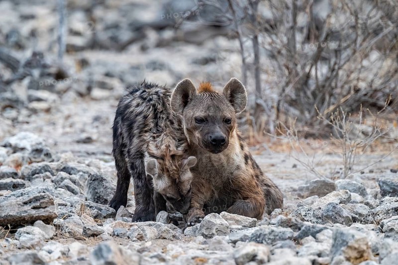 Spotted hyena or spotted hyena (Crocuta crocuta) with young animal, Etosha National Park, Namibia