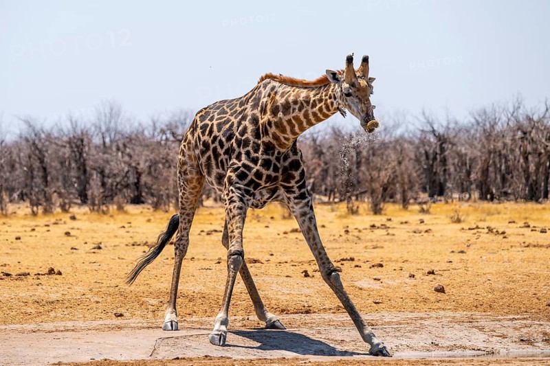 Funny, water flies through the air while drinking, Angola giraffe (Giraffa giraffa angolensis), giraffe drinking at a waterhole, Etosha National Park, Namibia