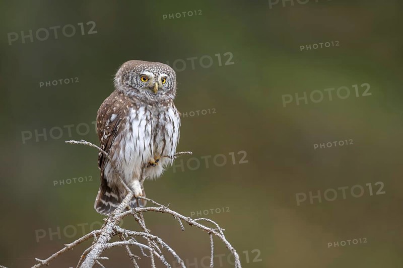 Sparrow owl (Glaucicium passerinum) sitting on the tip of a spruce tree, Pillberg, Pill, Tyrol, Austria