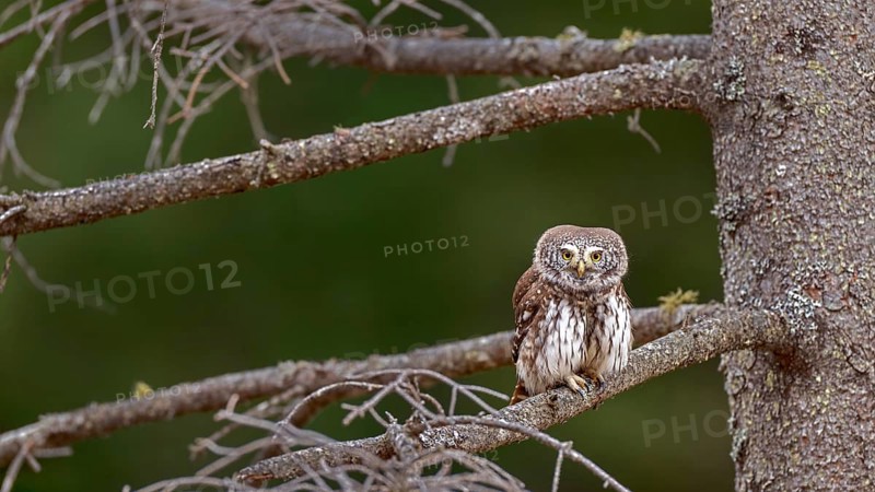 Sparrow owl (Glaucicium passerinum) sitting on a branch, Pillberg, Pill, Tyrol, Austria